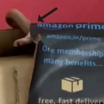 Snake In Amazon Package