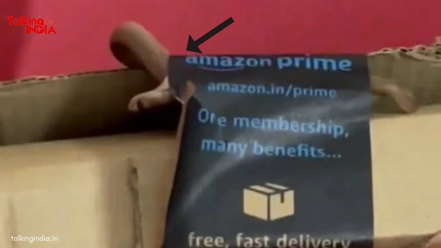 Snake In Amazon Package